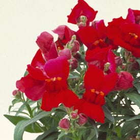 Crimson Floral Showers, (F1) Snapdragon Seeds